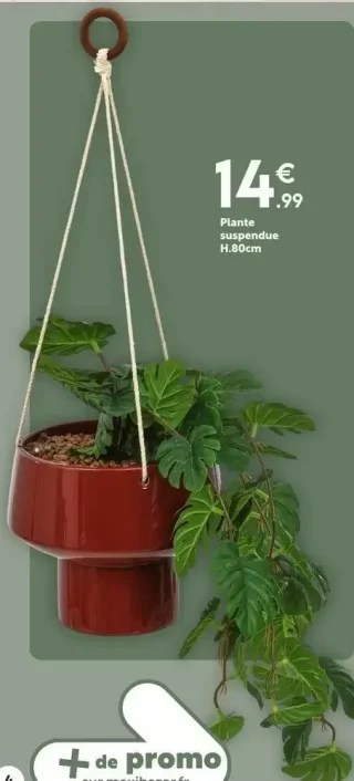 Plante suspendue H.80cm