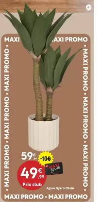Agave Nyer H.96cm