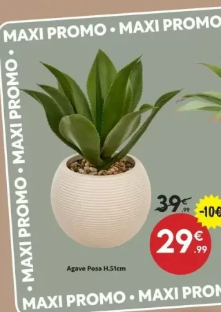 Agave Posa H.51cm