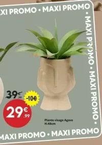 Plante visage Agave H.48cm