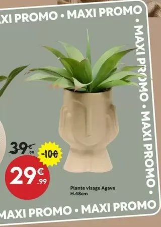Plante visage Agave H.48cm