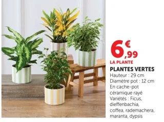 Plantes vertes