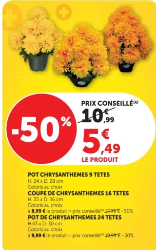 POT CHRYSANTHEMES 9 TETES