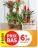 Promo Bromelias ou Arum