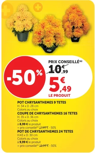 Pot de chrysanthèmes 9 têtes