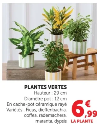 Plantes Vertes (Ficus, dieffenbachia, coffea, rademachera, maranta, dypsis)