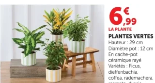 PLANTES VERTES Hauteur : 29 cm Diamètre pot : 12 cm