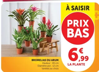 BROMELIAS OU ARUM Hauteur : 40 cm Diamètre pot : 12 cm