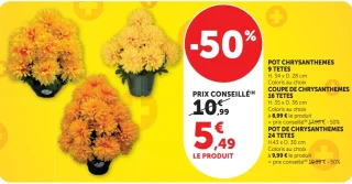 Pot de Chrysanthèmes ou Coupe de Chrysanthèmes