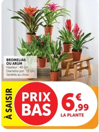 Bromélias ou Arum