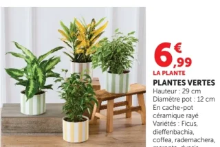 Plantes vertes en cache-pot céramique