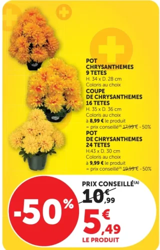 Pot de chrysanthèmes 9 têtes