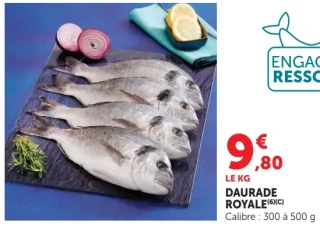 Daurade royale