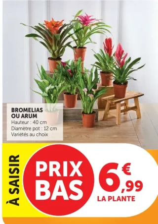 Bromelias ou arum