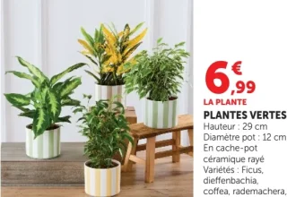 Plantes vertes
