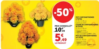 Pot Chrysanthèmes 9 Têtes