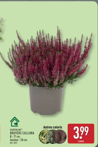BRUYÈRE CALLUNA GARDENLINE®