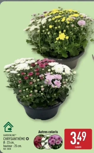 CHRYSANTHÈME GARDENLINE®