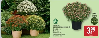 GARDENLINE® GROS CHRYSANTHÈME