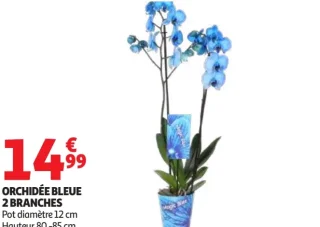 Orchidée bleue 2 branches