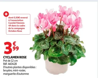 Cyclamen Rose