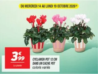 Cyclamen pot 12 cm dans un cache pot 