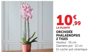 ORCHIDÉE PHALAENOPSIS 2 TIGES