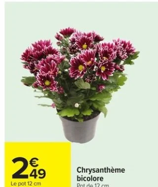Chrysanthème bicolore