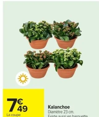 Kalanchoe
