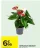 Promo Anthurium bicolore