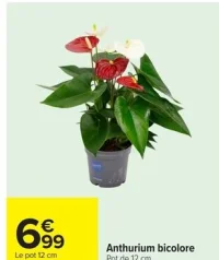 Anthurium bicolore