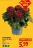 Promo Chrysanthème grosse tête déco