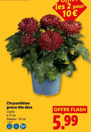 Chrysanthème grosse tête déco