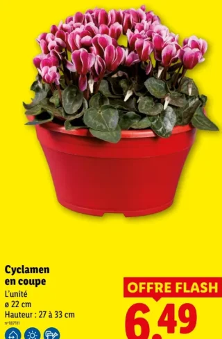 Cyclamen en coupe