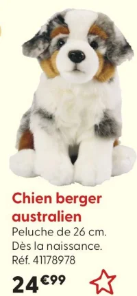 Chien berger australien