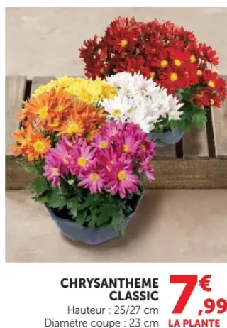 Chrysanthème Classic