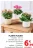 Promo Plante fleurie