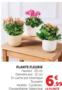 Plante fleurie