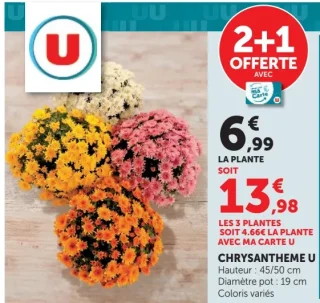 Chrysanthème U