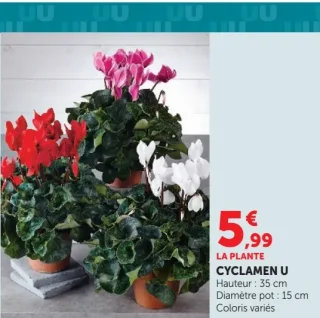 Cyclamen U