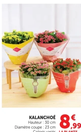 Kalanchoé