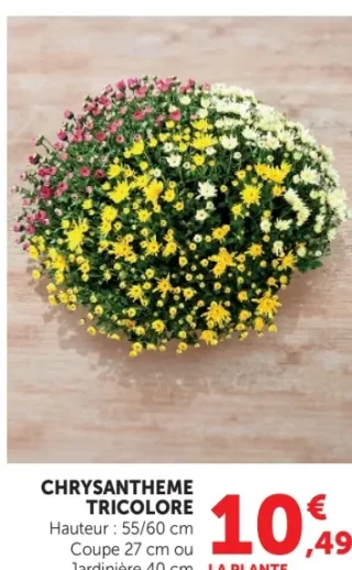 Chrysanthème tricolore