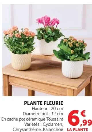 Plante fleurie