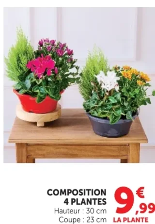 Composition 4 plantes