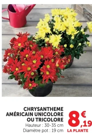 Chrysanthème américain unicolore ou tricolore