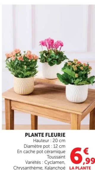 Plante fleurie (Cyclamen, Chrysanthème, Kalanchoé)