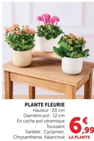 Plante fleurie Toussaint