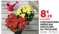 Chrysanthème américain unicolore ou tricolore