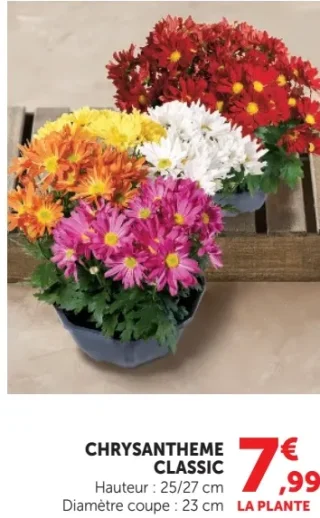 Chrysanthème Classic