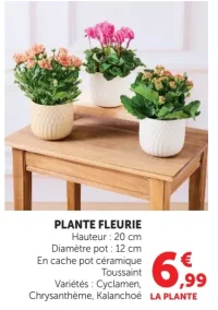 Plante fleurie en cache pot céramique Toussaint